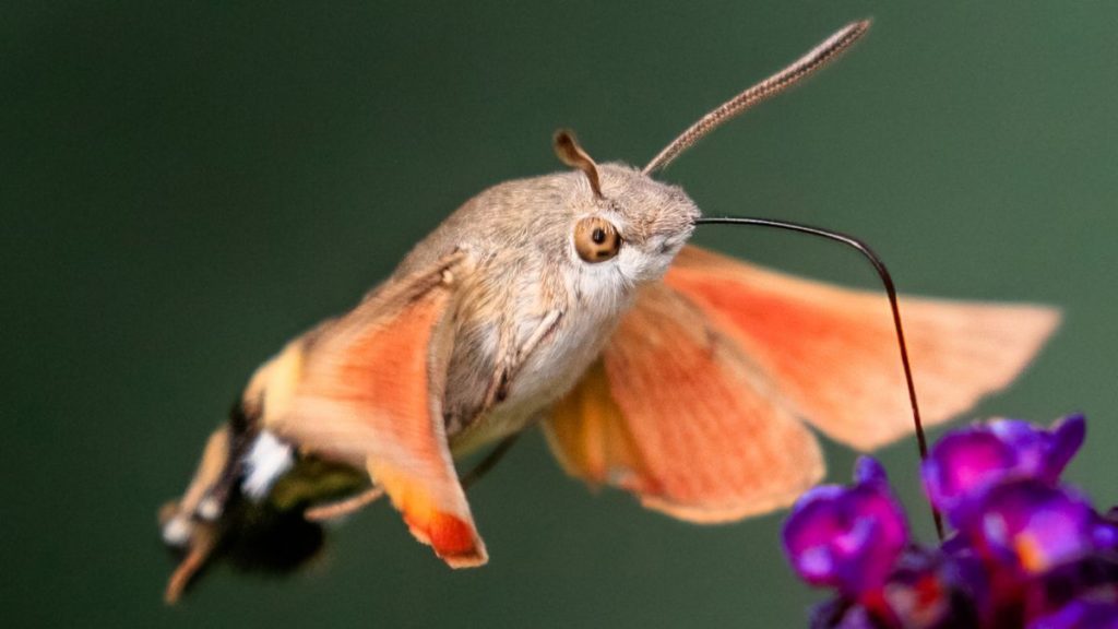 A Hummingbird hawkmoth captured midflight feeding on a purple flower with its long proboscis.