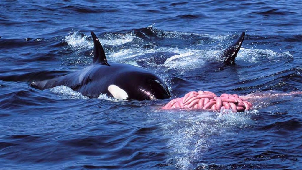 Gli scienziati hanno scoperto le violente tattiche di caccia delle orche californiane, come schiaffeggiare la coda e colpire con la testa, dopo aver studiato il misterioso gruppo di predatori per 16 anni.
