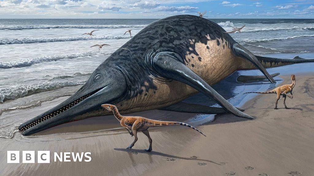 Un enorme antico rettile marino è stato identificato attraverso un ritrovamento amatoriale di fossili