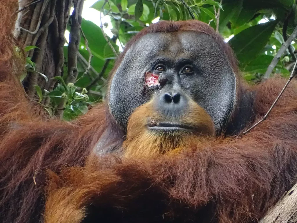 Per la prima volta un orango ha curato la sua ferita utilizzando una nota pianta medicinale  Notizie intelligenti