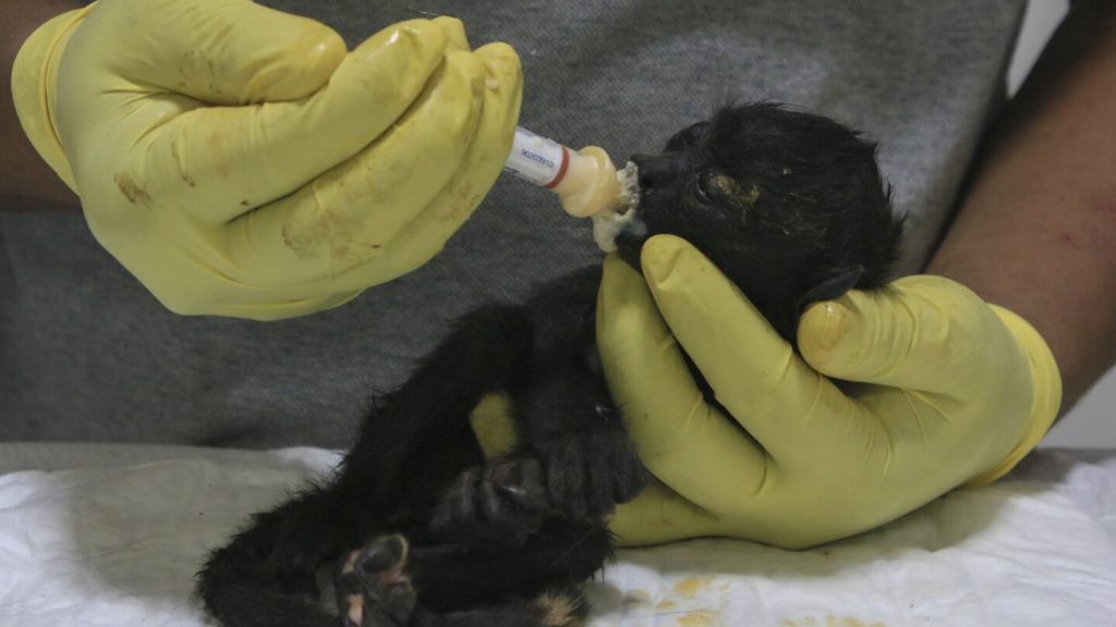 Le scimmie urlatrici cadono morte dagli alberi in Messico a causa dell'ondata di caldo estremo
