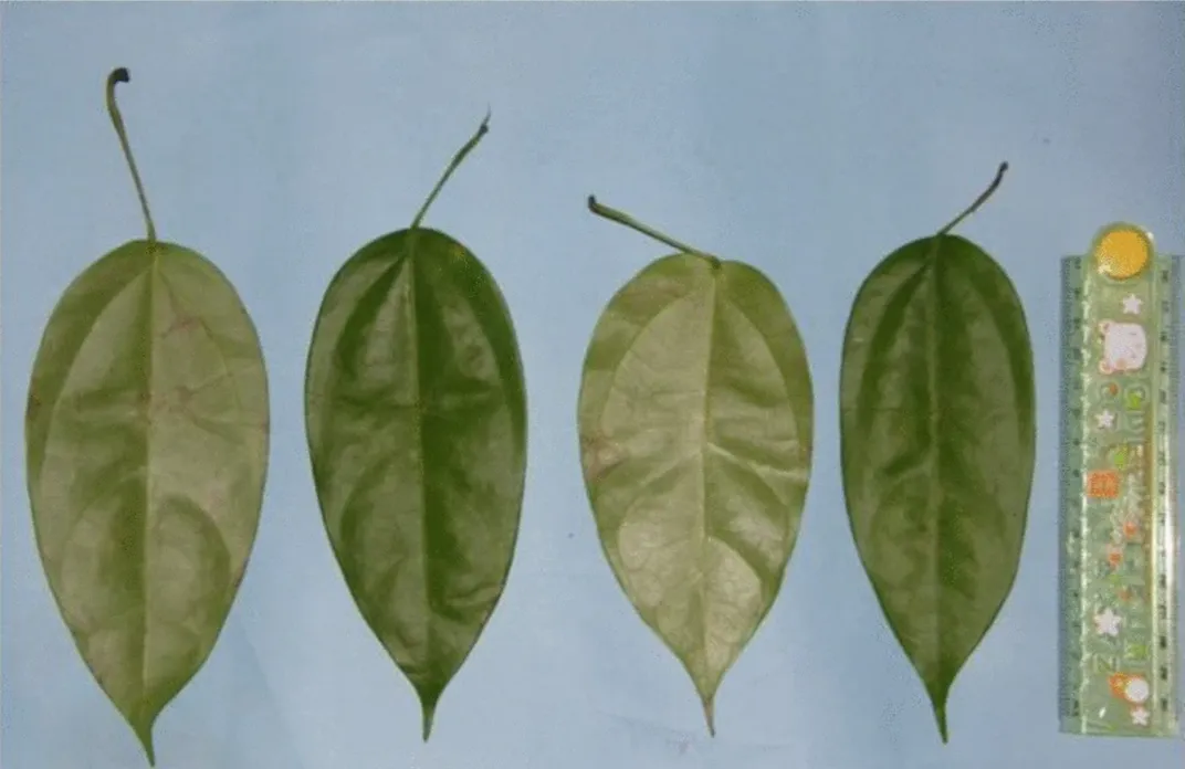 Quattro foglie della radice gialla, pianta endemica di Sumatra e nota per le sue qualità medicinali